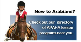 New To Arabian Horses?